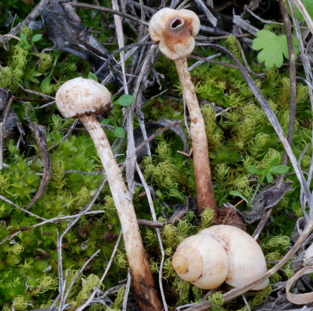 uscita con Zico e Luigi